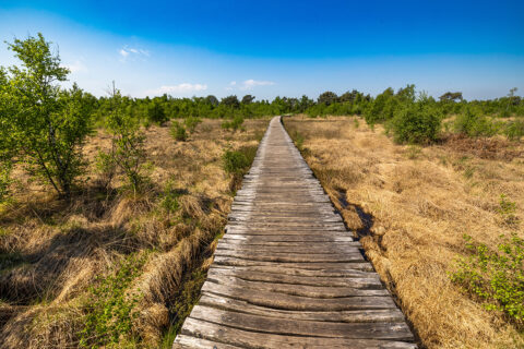 National Park "De Groote Peel" in Ospel (the Netherlands). The park is 1.348 hectares of size and consists of wonderful peat grounds and unique biodiversity, especially butterflies.