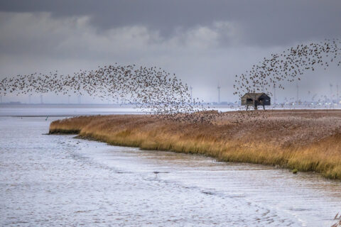 Huge flock of migrating birds European starling (Sturnus vulgaris) taking off from feeding habitat in Lauwersmeer. Wildlife scene in nature of Europe. Netherlands.