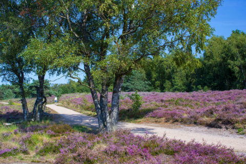 Heathland in National Park Maasduinen in the Netherlands