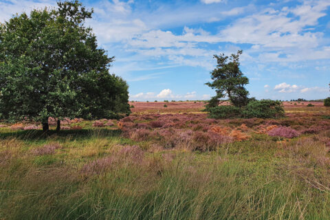 Blooming purple heather in the National Park the Sallandse Heuvelrug, Overijssel, the Netherlands