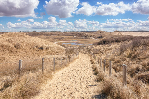 Typical Dutch dune landscape that is part of the Zuid Kennemerland National Park
