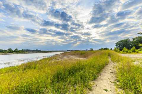 Shore with dead rapeseed plants along extension overflow basin along river Waal in nature reserve Millingerwaard in the Dutch province of Gelderland against blue sky with clouds
