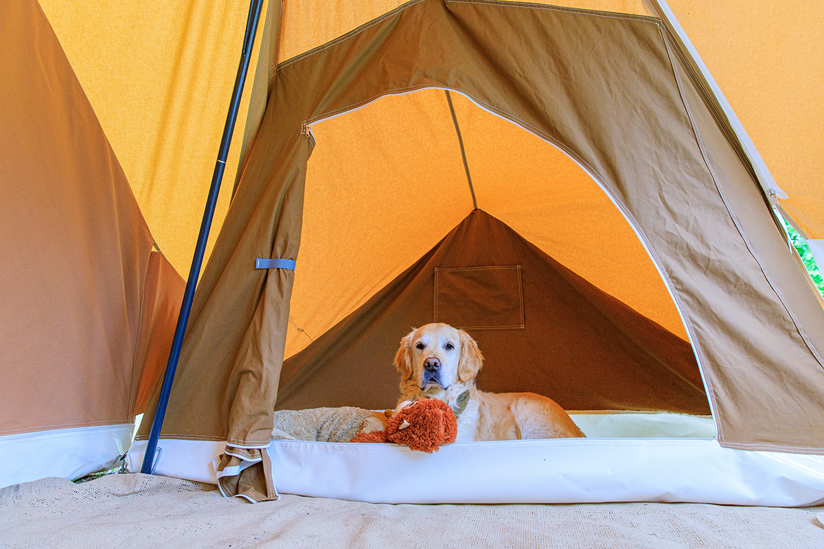 Cute,Golden,Retriever,Camping,,In,A,Tent,In,Castricum,,The